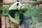panda熊猫图片