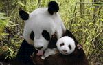 熊猫图片