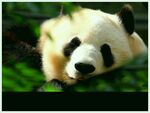 熊猫图片