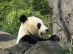 熊猫图片