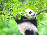 熊猫图片素材