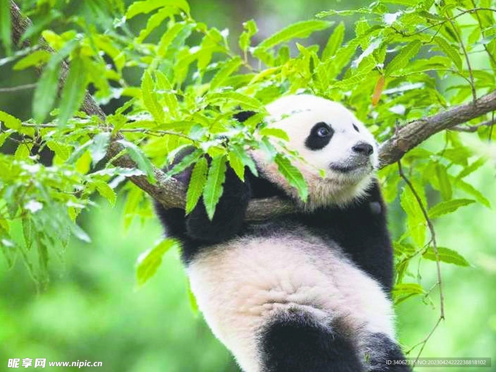 熊猫图片素材