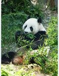 熊猫图片