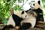 熊猫图片素材