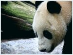 熊猫图片