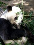 熊猫图片