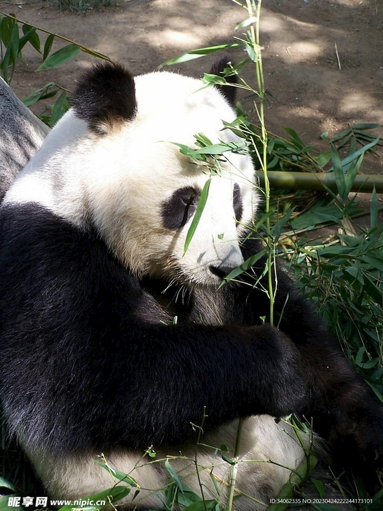 熊猫图片