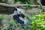 熊猫图片