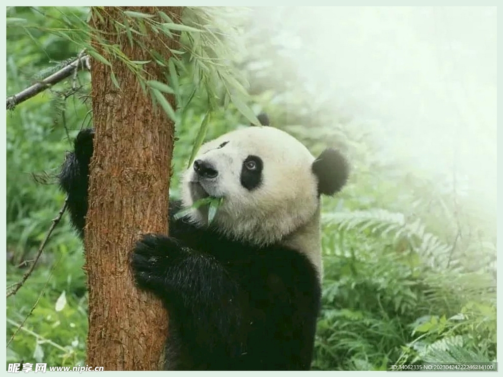 熊猫图片