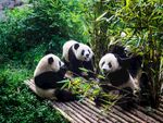 熊猫图片素材