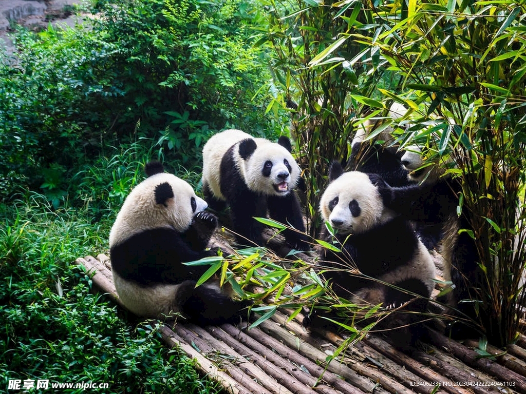 熊猫图片素材