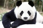 熊猫图片素材
