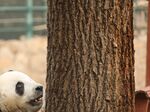 panda熊猫图片