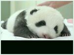 panda熊猫图片
