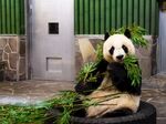 熊猫图片