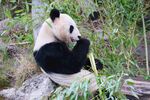 熊猫图片
