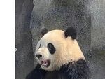 熊猫