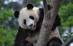 熊猫图片素材