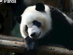 熊猫图片素材
