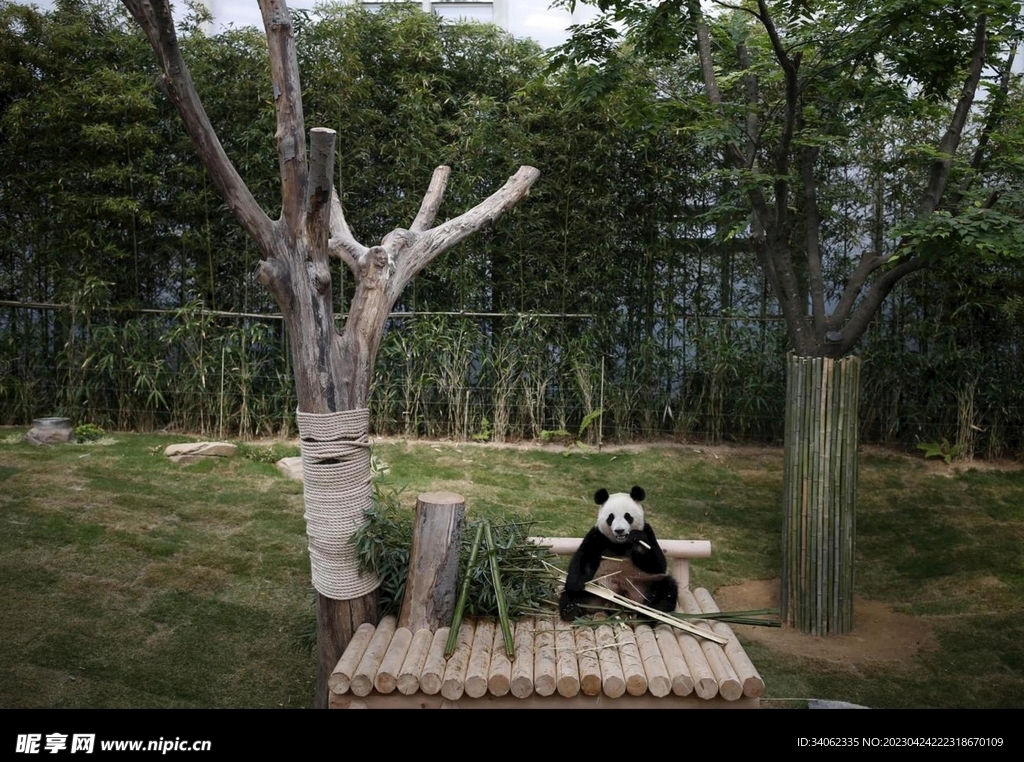 熊猫图