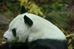panda熊猫图片