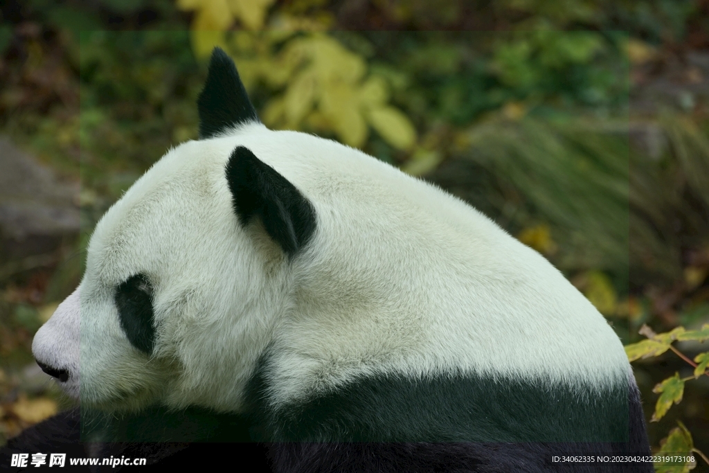 panda熊猫图片