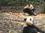熊猫图片素材