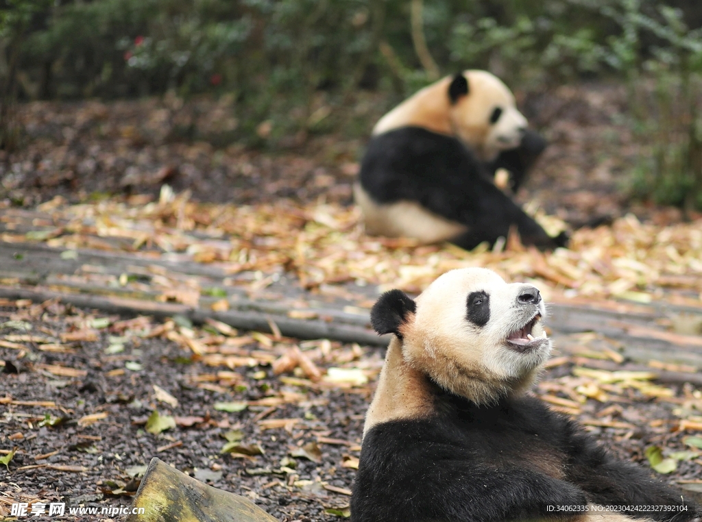 熊猫图片素材
