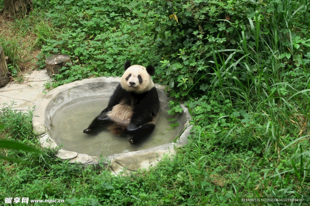 熊猫图片素材