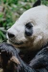 panda熊猫图片