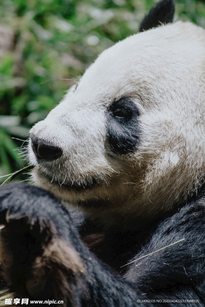 panda熊猫图片