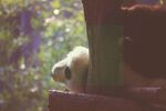 熊猫panda图片