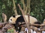 panda熊猫图片
