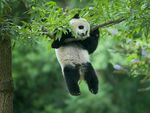 panda熊猫图片