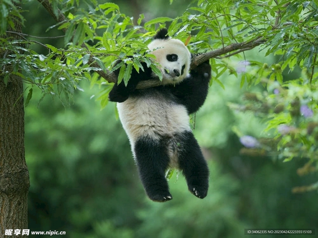 panda熊猫图片