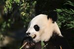 熊猫图片