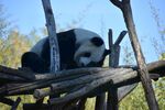 熊猫图片