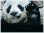 熊猫panda图片