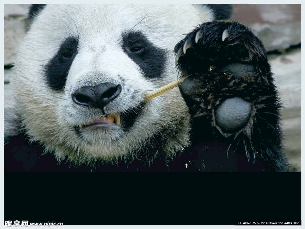 熊猫panda图片
