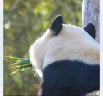 熊猫图片