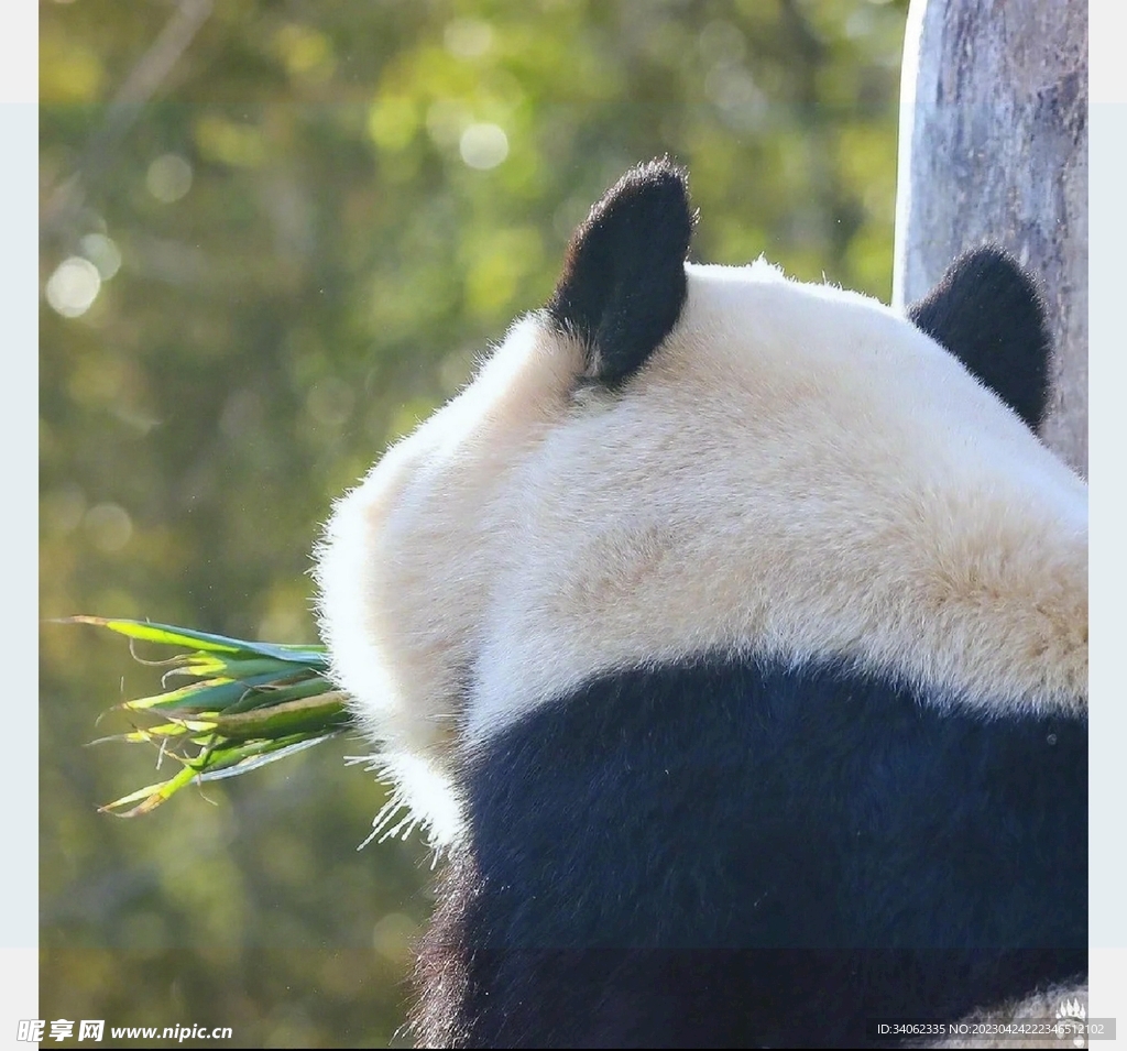 熊猫图片