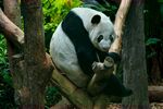 熊猫panda图片