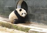 熊猫图片
