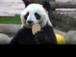 熊猫图片素材