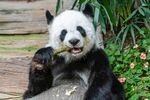 熊猫图片素材