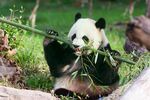 熊猫图片