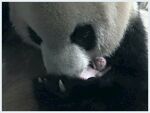 熊猫图片素材