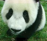 熊猫panda图片