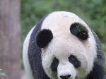 熊猫图片
