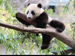 熊猫图片素材